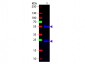 Anti-Mouse IgG (H&L)  (Fluorescein Conjugated) Secondary Antibody